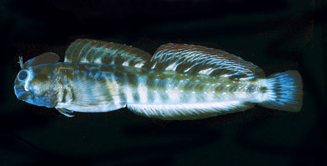 Praealticus caesius (Seale, 1906)